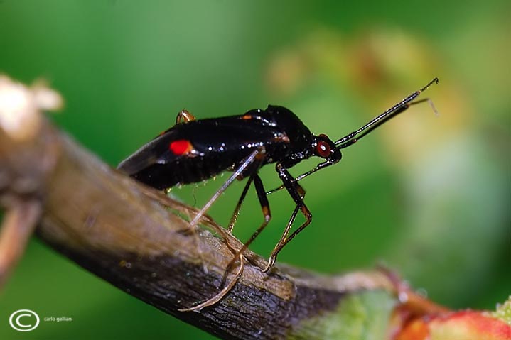 Miridae: Deraecoris ruber f. segusinus